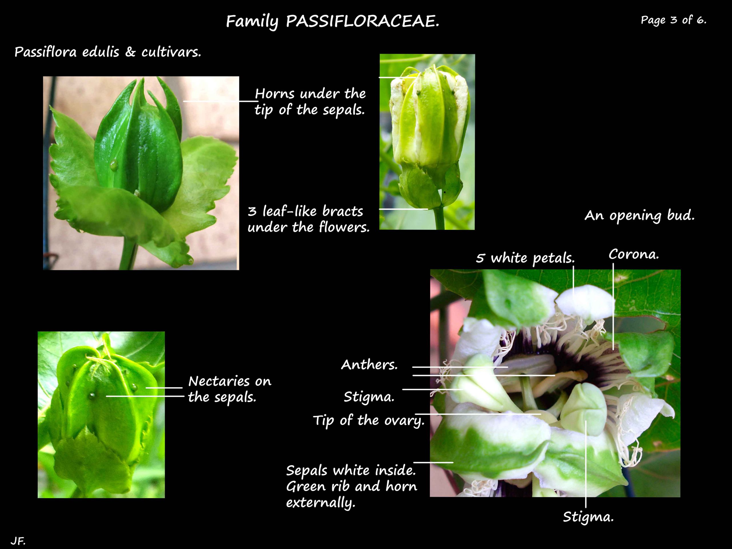 3 Passiflora edulis sepal horns